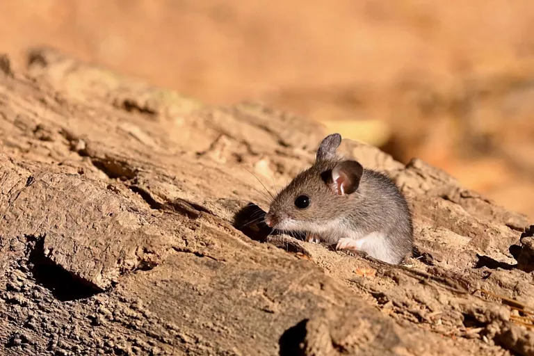 Peromyscus