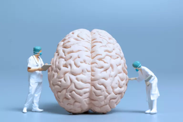 investigating the brain