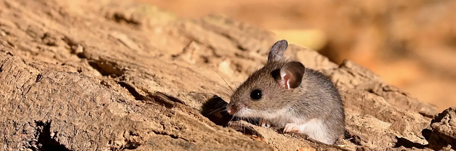 Peromyscus